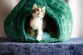 Closeup shot of a cute rescued kitten in a fabric pet shelter