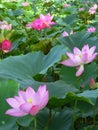 Closeup shot of cute sacred lotuses under the sunlight