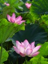 Closeup shot of cute sacred lotuses under the sunlight