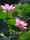 Closeup shot of cute sacred lotuses under the sunlight