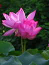 Closeup shot of cute sacred lotuses under the sunlight