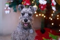 Closeup shot of a cute schnauzer dog with Christmas tree and decorations on the background