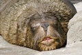 Closeup shot of a cute sea lion sleeping on the rocks Royalty Free Stock Photo