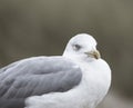 Closeup shot of a cute seagull perched on wood on a blurred background at Sylt, Germany