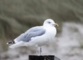 Closeup shot of a cute seagull perched on wood on a blurred background at Sylt, Germany