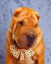 Closeup shot of a cute Shar-Pei dog wearing a bow tie with a blurred background
