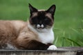 Closeup shot of a cute siamese blue-eyed cat with a green background