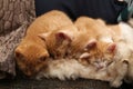 Closeup shot of cute sleeping baby orange kittens