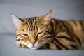 Closeup shot of a cute sleeping Bengal cat Royalty Free Stock Photo
