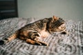 Closeup shot of a cute sleeping Bengal cat Royalty Free Stock Photo