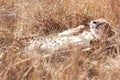 Closeup shot of a cute sleeping cheetah enjoying the sun on safari