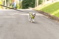 Closeup shot of a cute small dog walking in the park with a leash Royalty Free Stock Photo