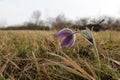 Closeup shot of a cute snow crocus under the sunlight