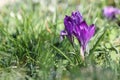 Closeup shot of a cute snow crocus under the sunlight