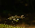 Closeup shot of a cute southern lapwing (Vanellus chilensis) walking in the field Royalty Free Stock Photo