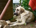 Closeup shot of a cute Spanish Mastiff dog Royalty Free Stock Photo