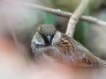 Closeup shot of a cute sparrow a tree branch