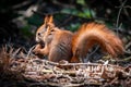 Closeup shot of a cute squirrel eating a pine cone in the forest on a blurred background Royalty Free Stock Photo