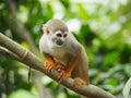 Closeup shot of a cute squirrel monkey Royalty Free Stock Photo