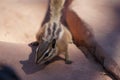 Closeup shot of a cute squirrel sitting on a stone Royalty Free Stock Photo