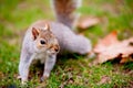 Closeup shot of a cute squirrel standing on the grass feeling the enemy approaching Royalty Free Stock Photo