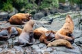 Closeup shot of cute Stellar Sea Lions on the coast of northern Vancouver Island, BC Canada