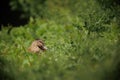 Closeup shot of a cute Stockente duck in the grass