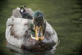 Closeup shot of a cute Stockente duck swimming in a pond Royalty Free Stock Photo