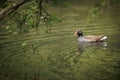 Closeup shot of a cute Stockente duck swimming in a pond Royalty Free Stock Photo