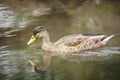 Closeup shot of a cute Stockente duck swimming in a pond