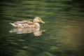 Closeup shot of a cute Stockente duck swimming in a pond