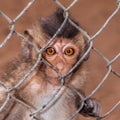 Closeup shot of a cute surprised baby monkey looking behind a net fence