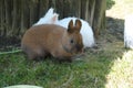 Closeup shot of a cute Thuringer rabbit with a white rabbit hidden behind it