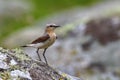 Closeup shot of a cute tiny Northern wheatear (Oenanthe oenanthe)