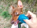 Closeup shot of a cute Toy Fox Terrier dog playing with a blue spiky ball Royalty Free Stock Photo