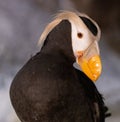 Closeup shot of a cute tufted puffin bird face