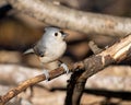 Closeup shot of a cute Tufted Titmouse on a branch