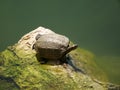 Closeup shot of a cute turtle on a mossy rock