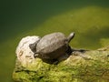 Closeup shot of a cute turtle on a mossy rock