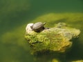 Closeup shot of a cute turtle on a mossy rock