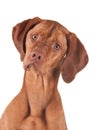 Closeup shot of a cute vizsla isolated on white background