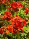 Closeup shot of cute Wallflowers under the sunlight