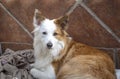 Closeup shot of a cute welsh sheepdog lying in a room