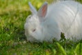 Closeup shot of a cute white bunny sniffing a grass