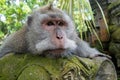 Closeup shot of a cute white-fronted capuchin lying on the stone