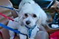 Closeup shot of cute white Maltese puppies in a car's passenger seat