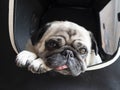 Closeup shot of a cute white mops puppy