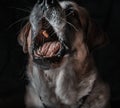 Closeup shot of a cute yawning St. Bernard dog with a black background