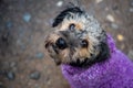 Closeup shot of a cute Yorkipoo standing on the ground Royalty Free Stock Photo