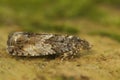 Closeup shot of a Cydia fagiglandana in a garden during the day